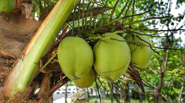 Why Coconut is Considered a Superfood